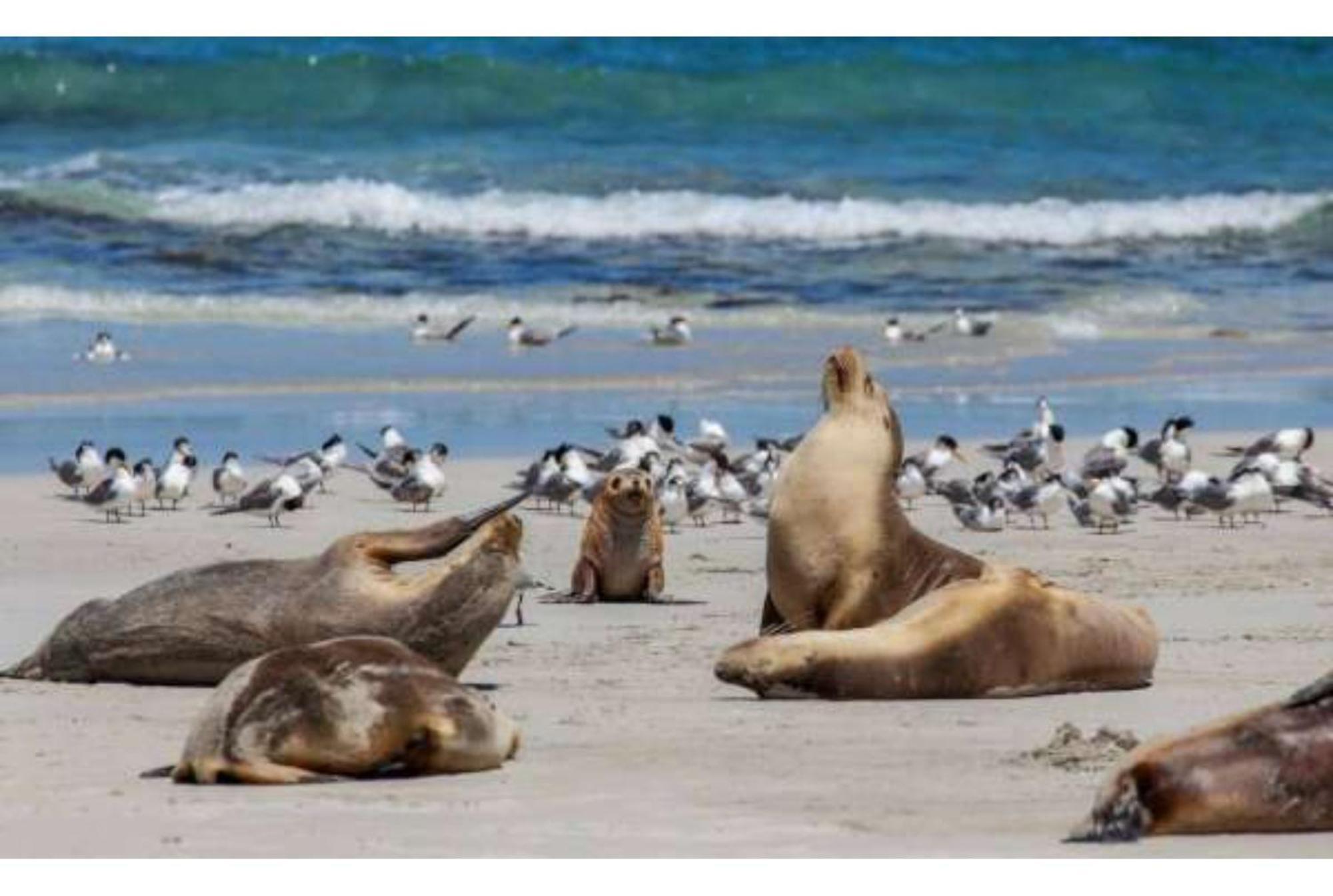 Discovery Parks - Kangaroo Island Flinders Chase Екстер'єр фото