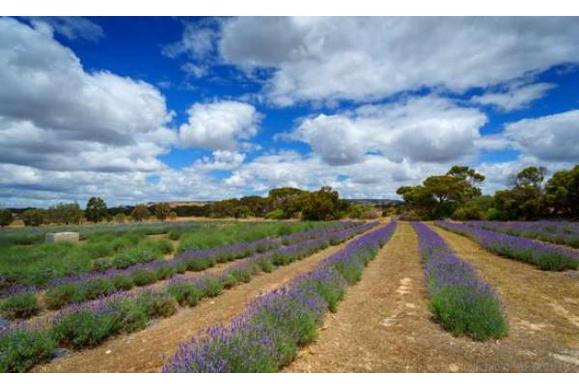 Discovery Parks - Kangaroo Island Flinders Chase Екстер'єр фото