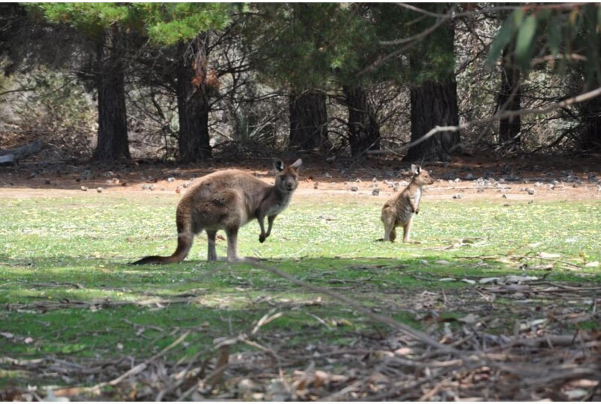 Discovery Parks - Kangaroo Island Flinders Chase Екстер'єр фото